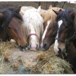 Equine Nutrition for the 21st Century
