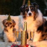 Make a New Year’s Resolution For Your Pet