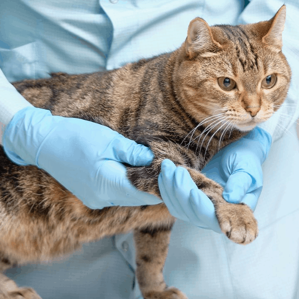 Ask the Vet! Decoding and Treating Arthritis