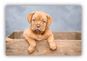 New Puppy – Start Out Right!