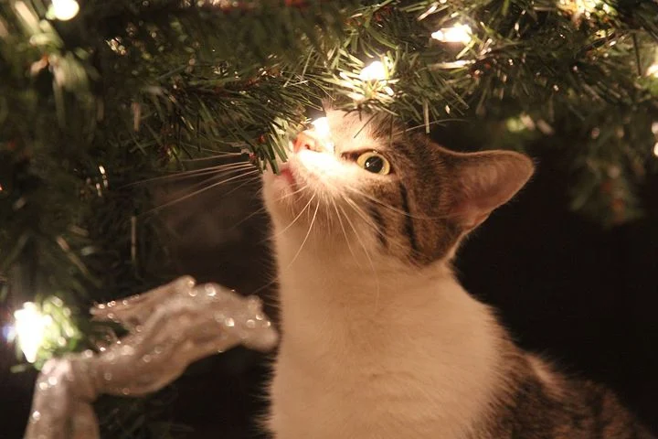 Ask the Vet! Keep Your Pets Safe During the Holidays!